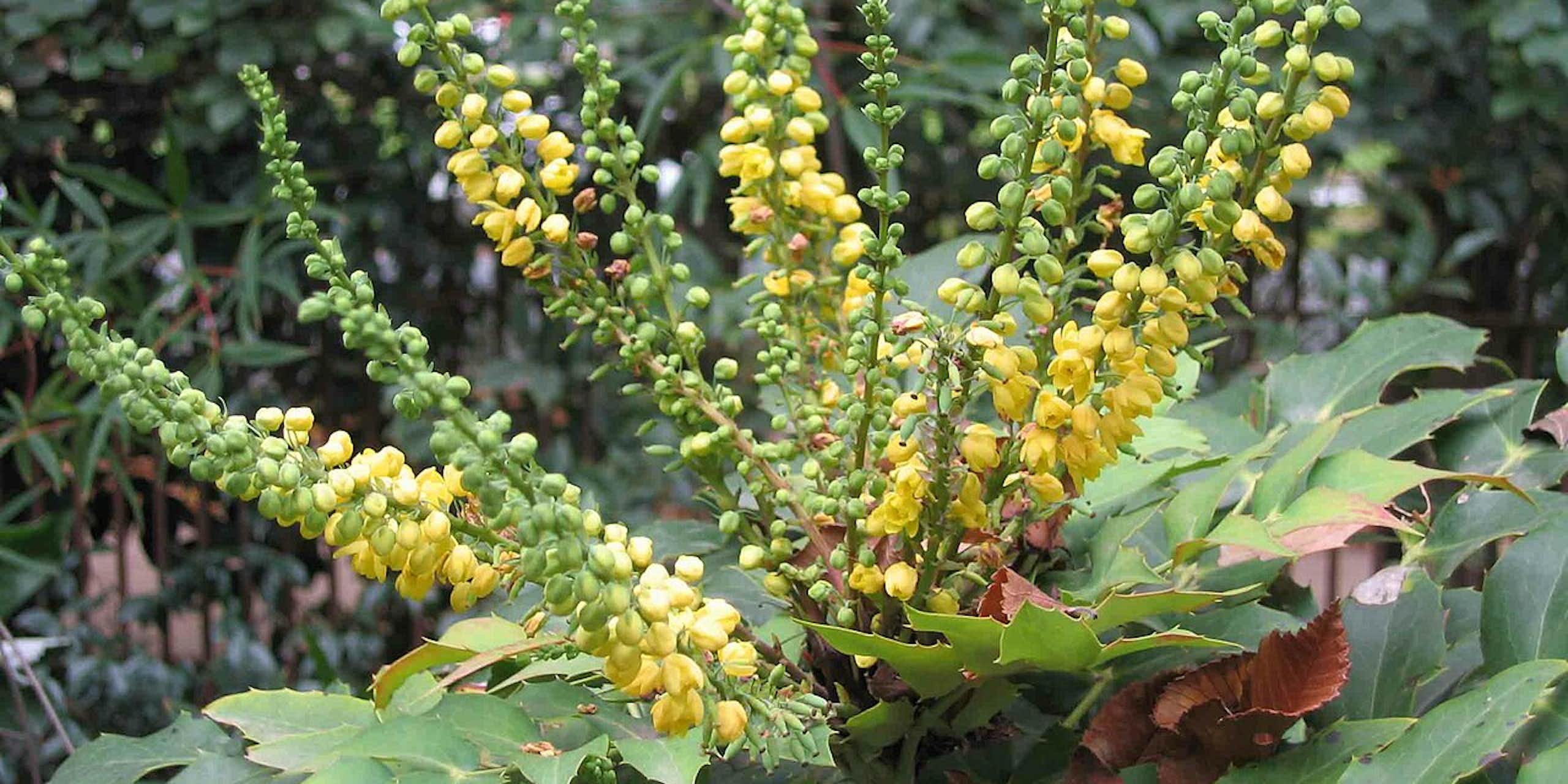 A plant with yellow flowers on stalks and evergreen leaves that deer don't like to eat.