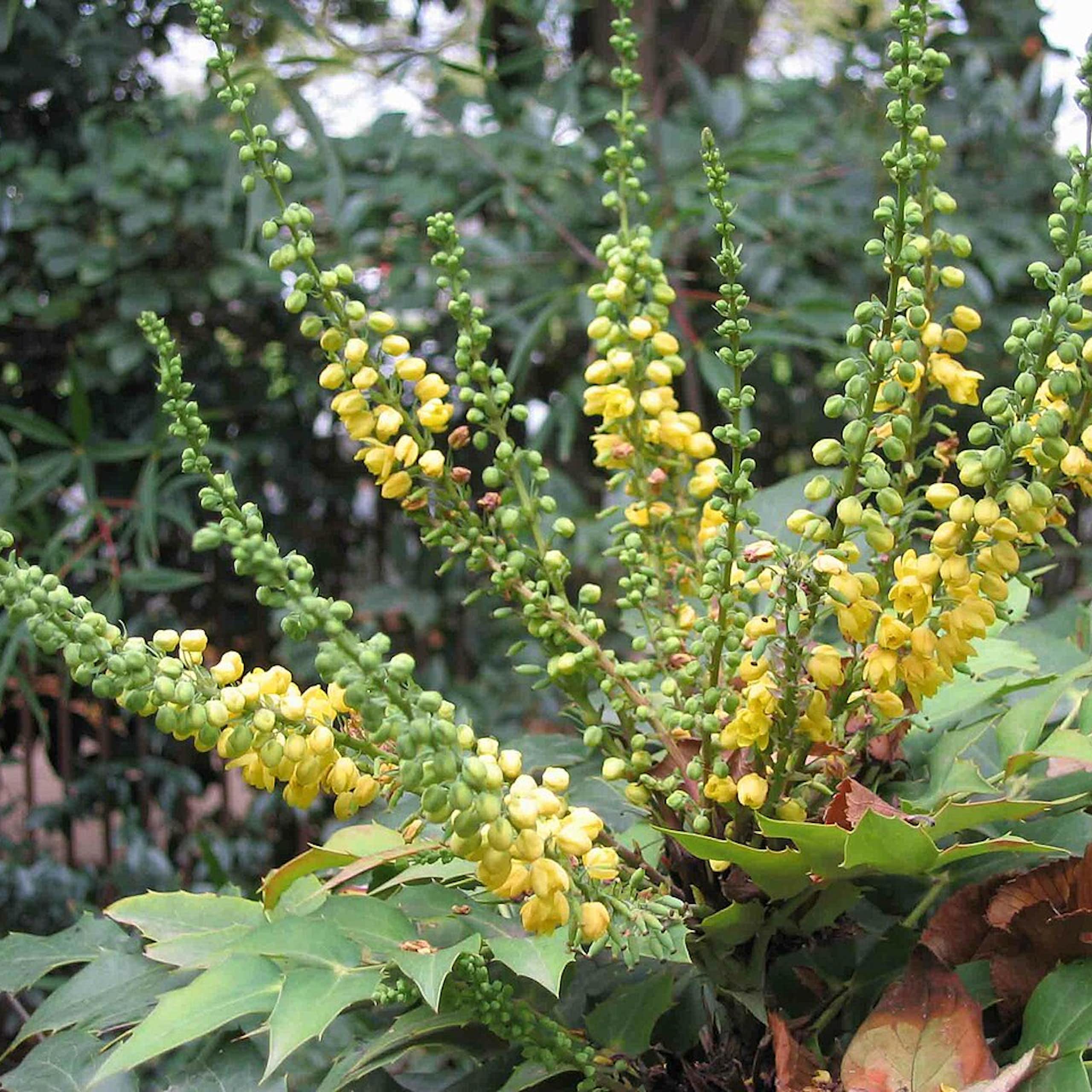 A plant with yellow flowers on stalks and evergreen leaves that deer don't like to eat.