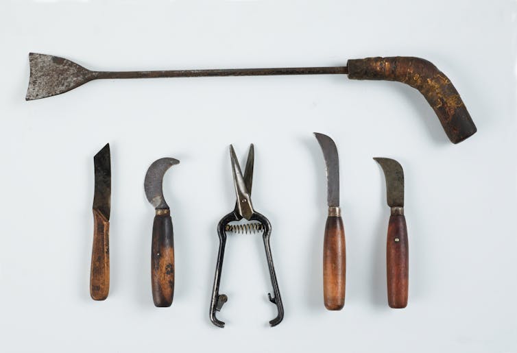 Huge trunks found out in a basement be offering a window into the lives and struggles of early Filipino migrants 1 A collection of old, metal tools and knives laid out against a white backdrop.