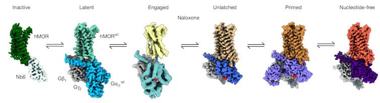 Diagram of MOR and G protein in six different states of activation