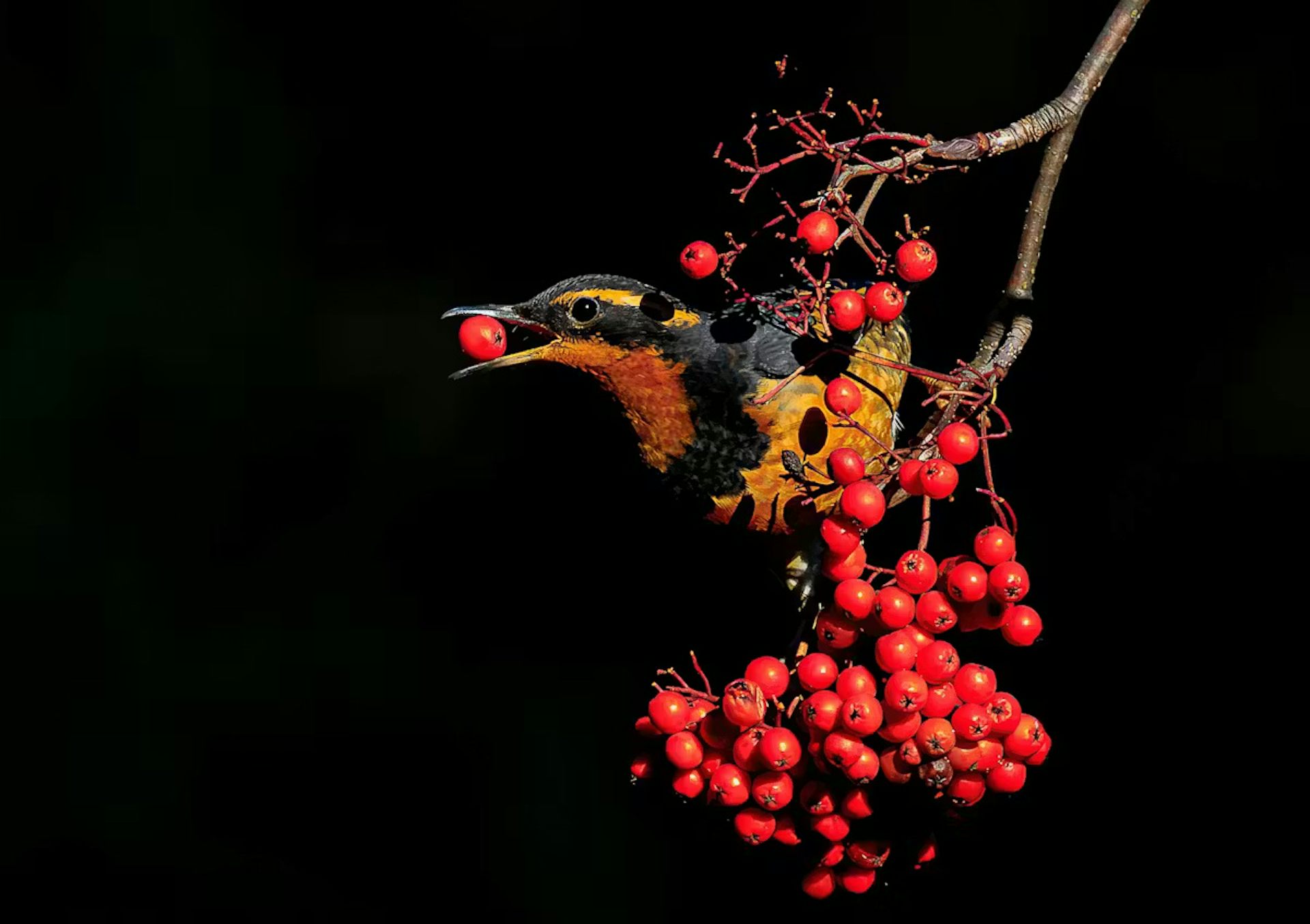 New study finds Pacific Northwest birds are becoming more common in the mountains as the climate warms