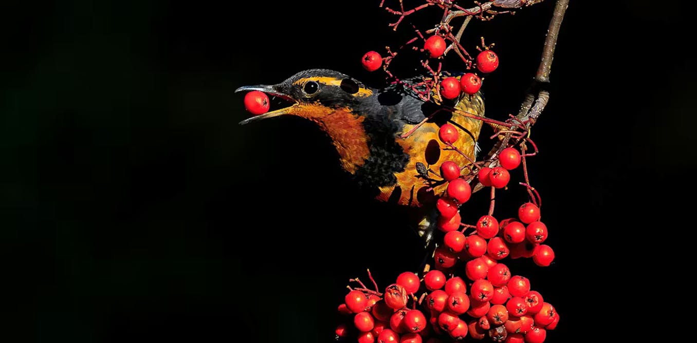 New study finds Pacific Northwest birds are becoming more common in the mountains as the climate warms New study finds Pacific Northwest birds are becoming more common in the mountains as the climate warms