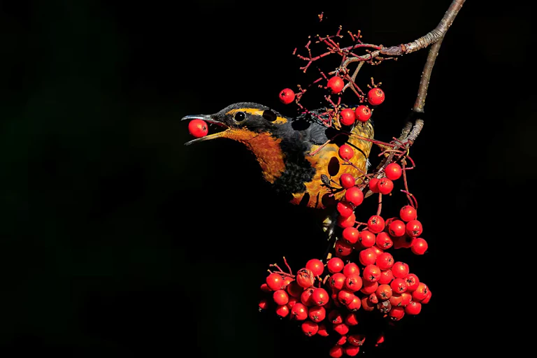 A black and yellow bird with a small red fruit in its beak