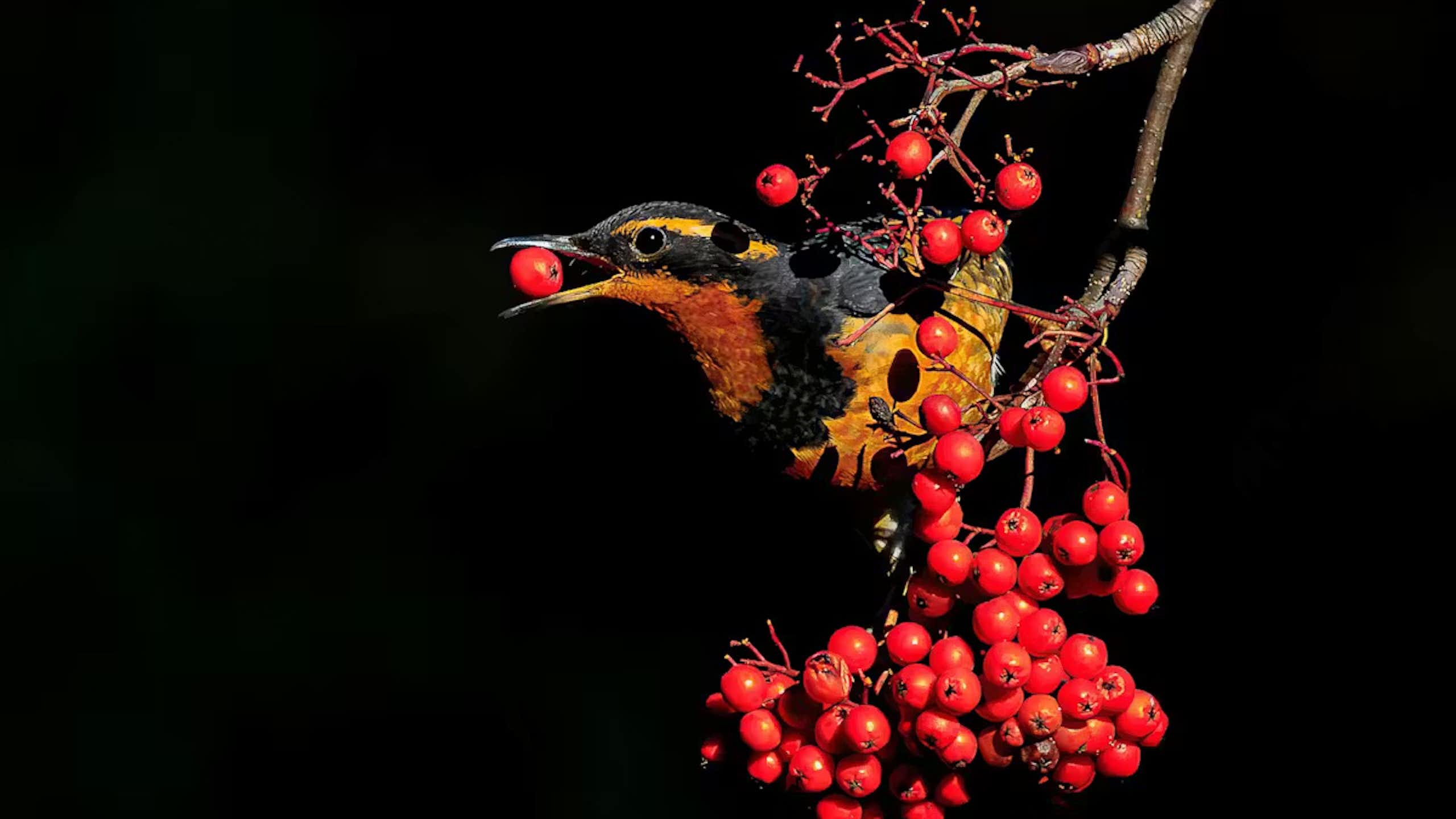 A black and yellow bird with a small red fruit in its beak