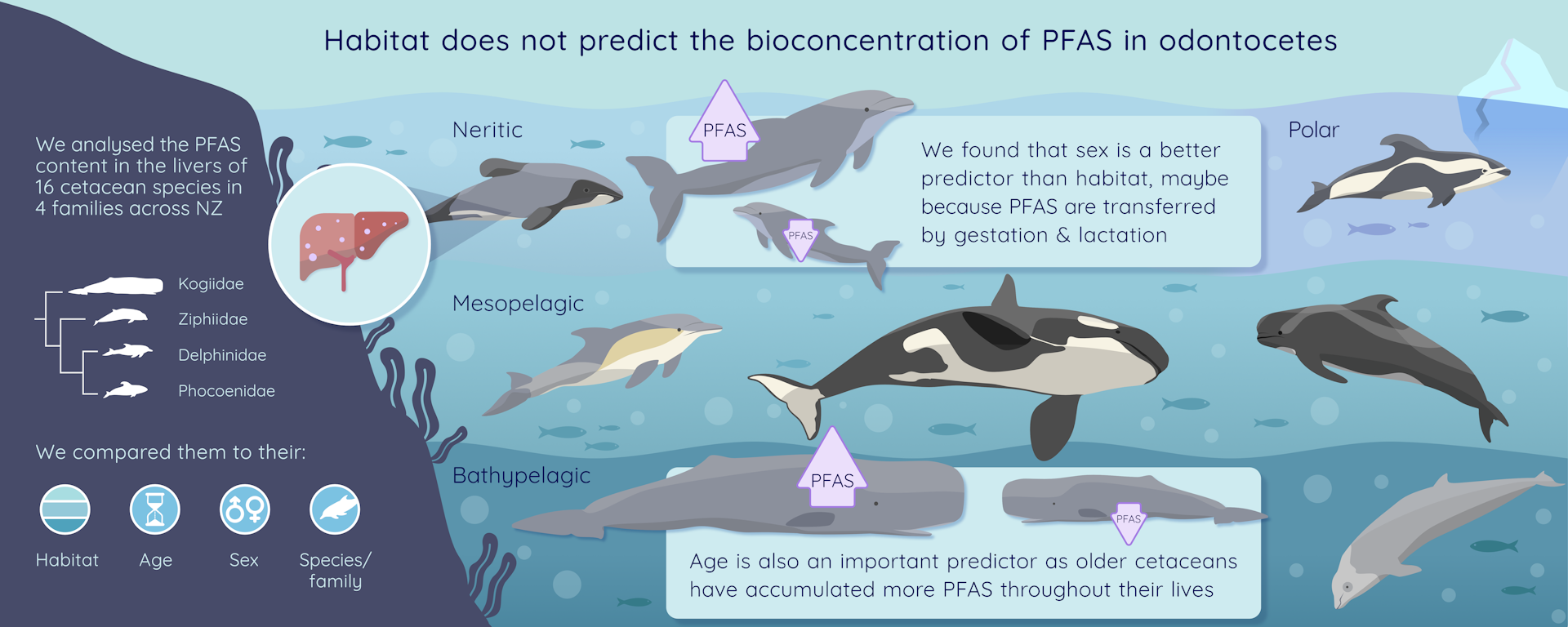 A graphic showing the various species of dolphin and whale, and describing that older animals carry higher contamination loads.