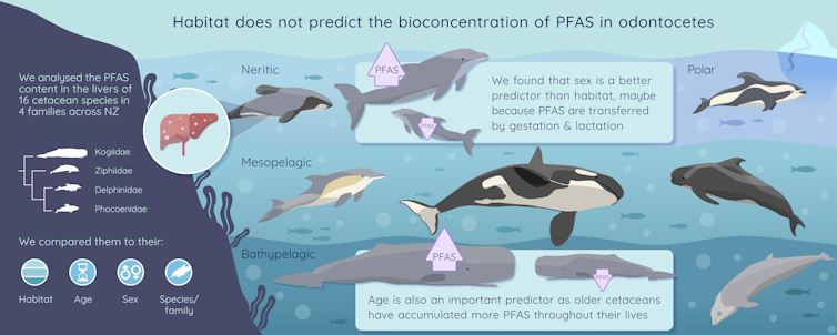 A graphic showing the various species of dolphin and whale, and describing that older animals carry higher contamination loads.