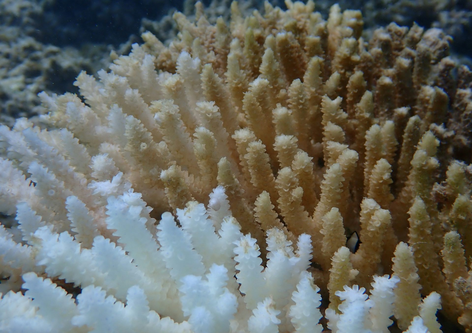 Bleached coral in the foreground and brown coral in the background. 