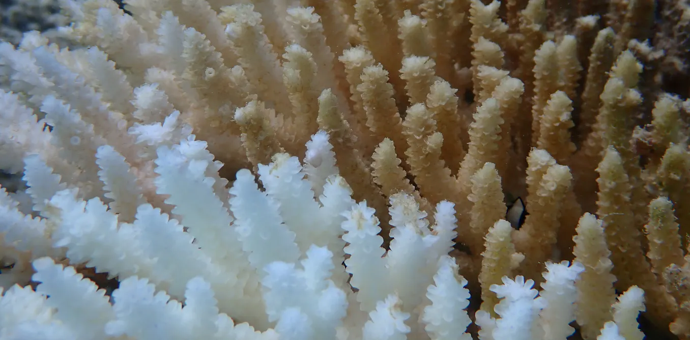 Ningaloo Reef Just Got Cooked: Is This the Canary in the Climate Coal Mine?