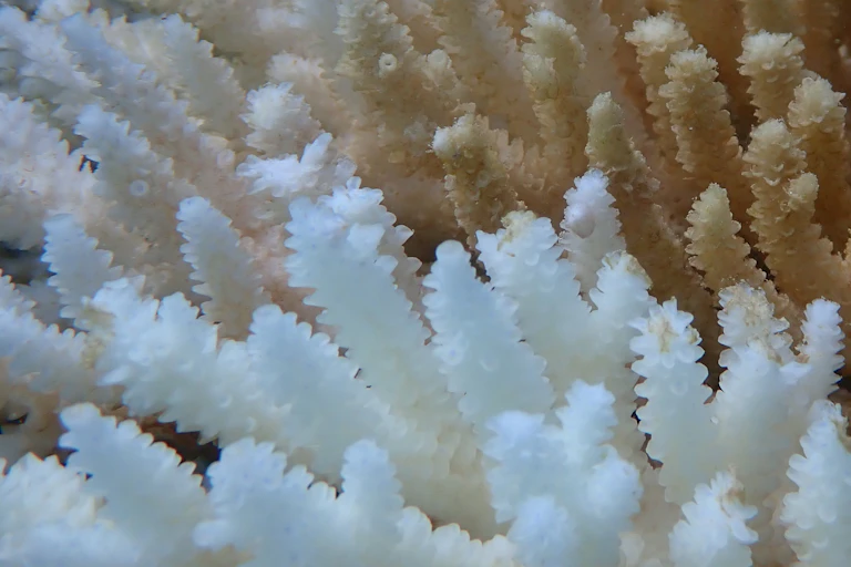 Bleached coral in the foreground and brown coral in the background.