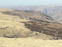 The thrilling tale of the primary Ethiopian wolf ever captured, handled after which reintroduced into the wild 2 file 20251121 56 m2zvvm.jpg?ixlib=rb 4.1