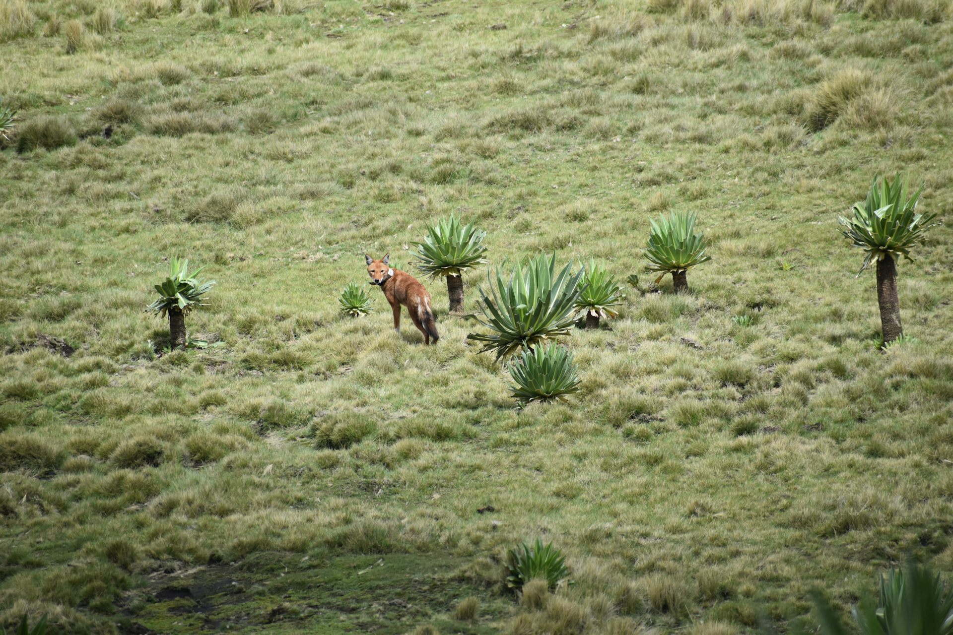 Africa’s rarest carnivore: the story of the first Ethiopian wolf ever captured, nursed and returned to the wild