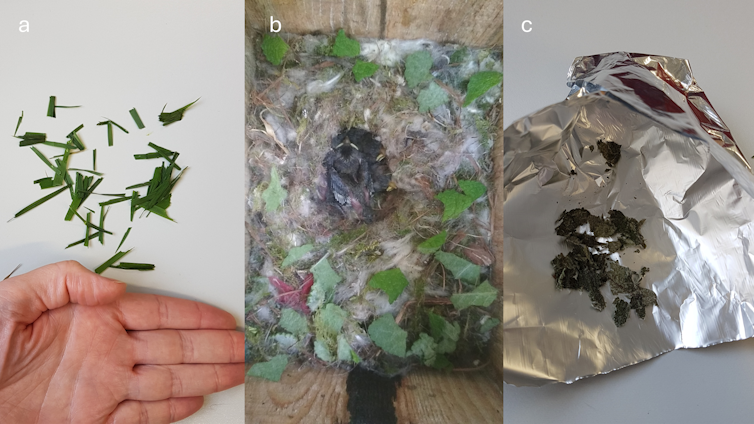 The curious conduct of a few birds that use recent and fragrant crops of their nests 1 file 20251121 56 ejgfkk.png?ixlib=rb 4.1