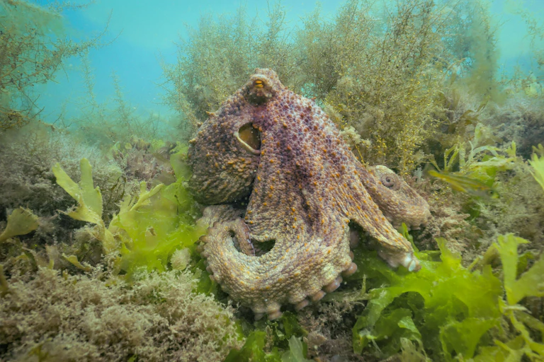 brown octopus on seabed