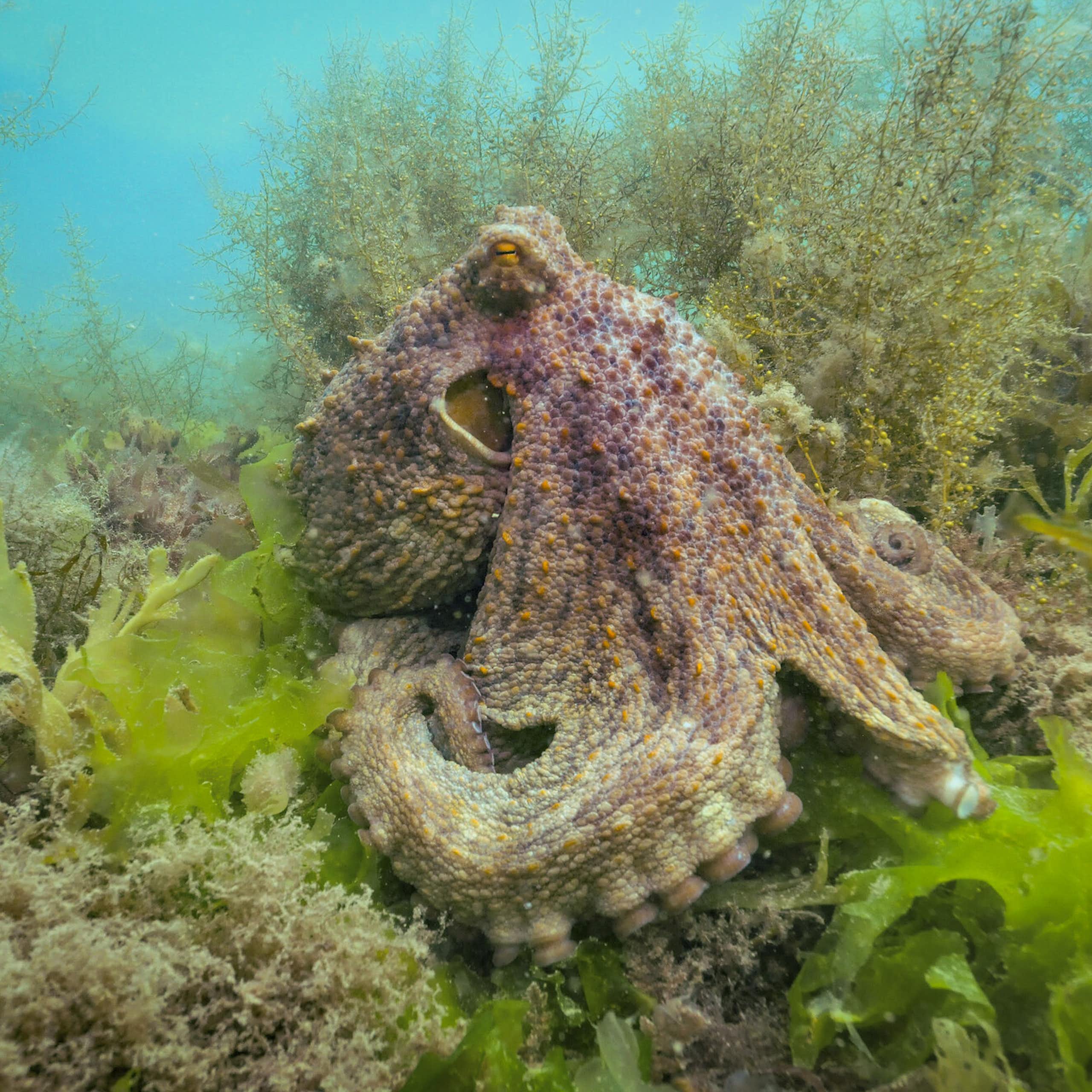 brown octopus on seabed