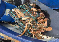 orange octopus tentacles sticking out of black shellfish pot on boat deck