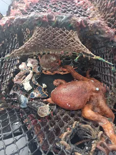 orange octopus inside black lobster pot with empty shells of lobsters and crabs
