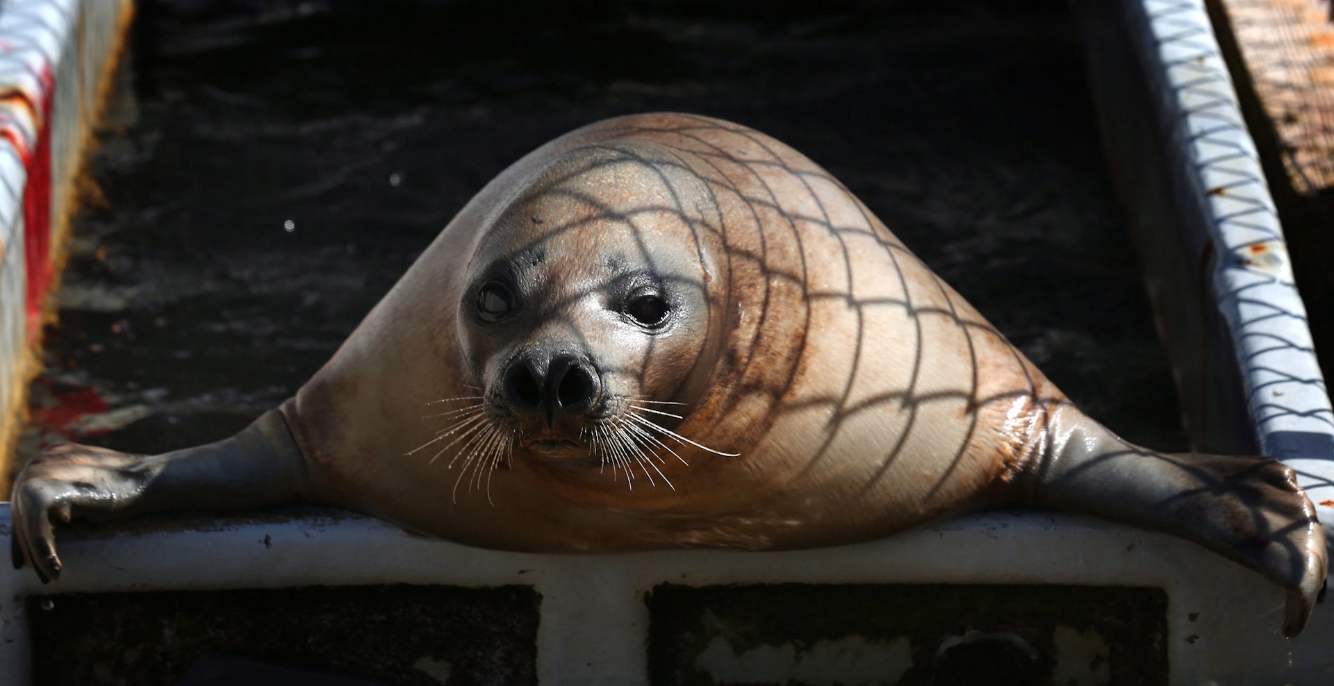 A seal lying on its belly