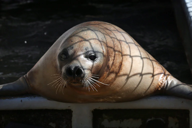 A seal lying on its belly