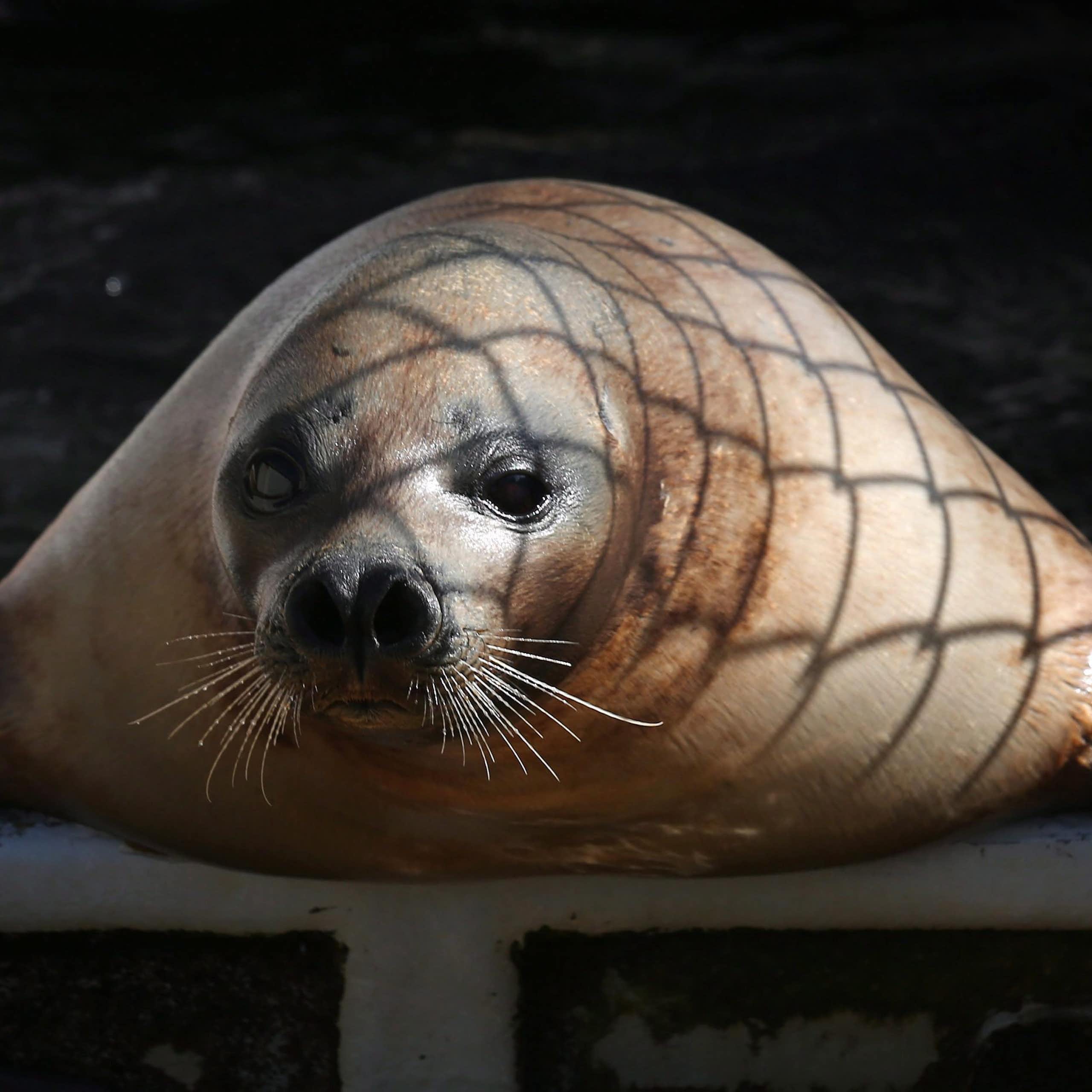 A seal lying on its belly