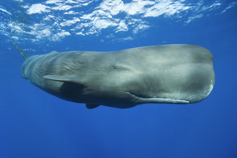 A sperm whale swimming near the ocean surface