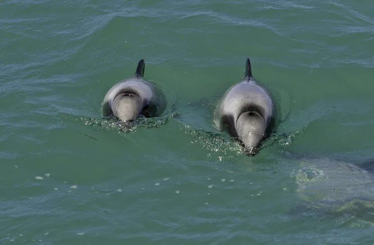 Two Hector's dolphins