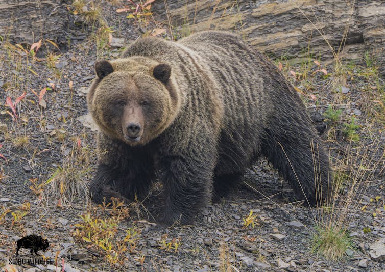 Un oso grizzly camina cuesta abajo.