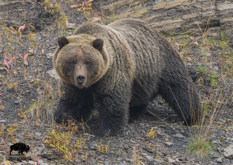 A grizzly bear walking down a hill.