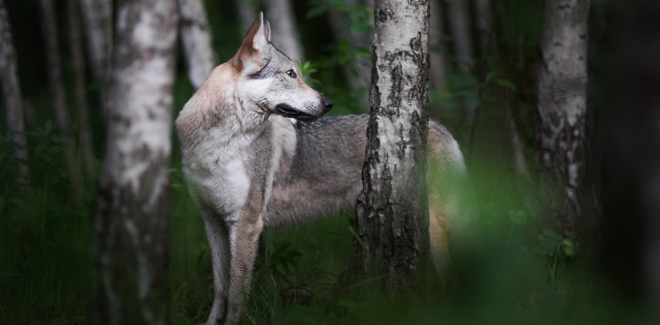 Thousands of genomes reveal the wild wolf genes in most dogs’ DNA Thousands of genomes reveal the wild wolf genes in most dogs’ DNA