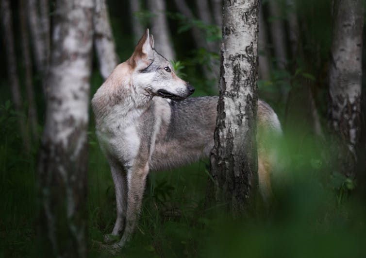 wild wolf genes in most dogs’ DNA