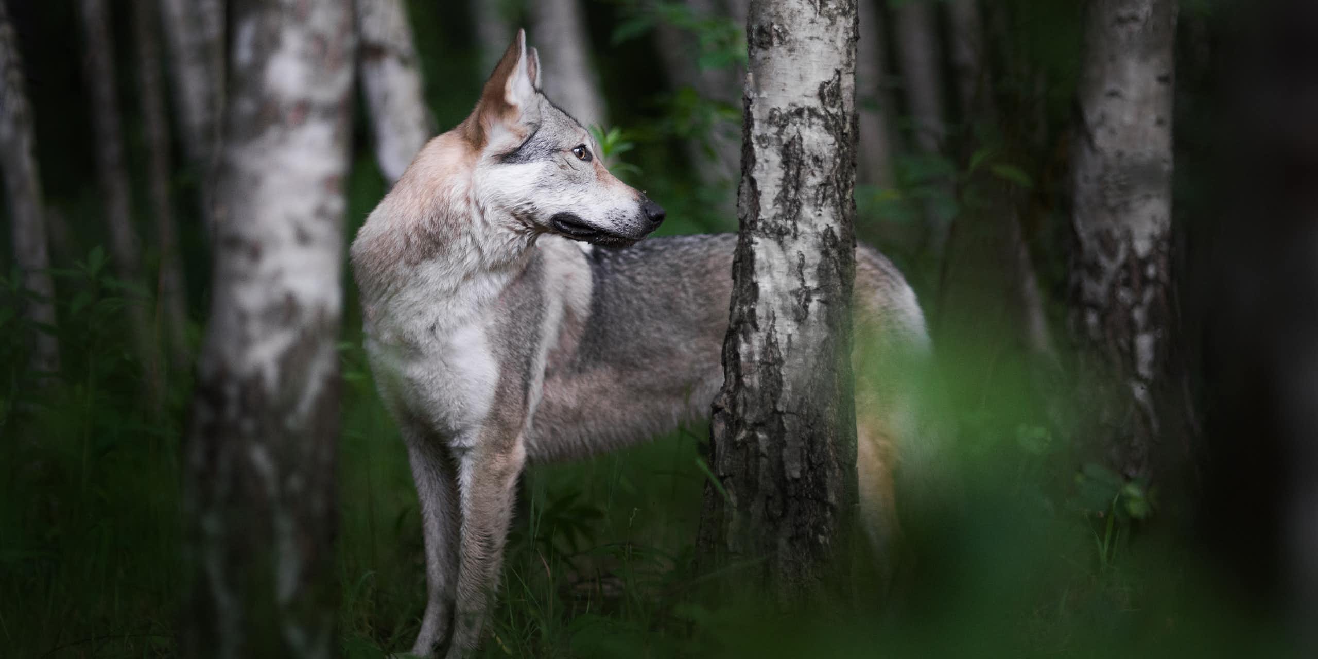 Wolf-like animal looks over its shoulder in the woods
