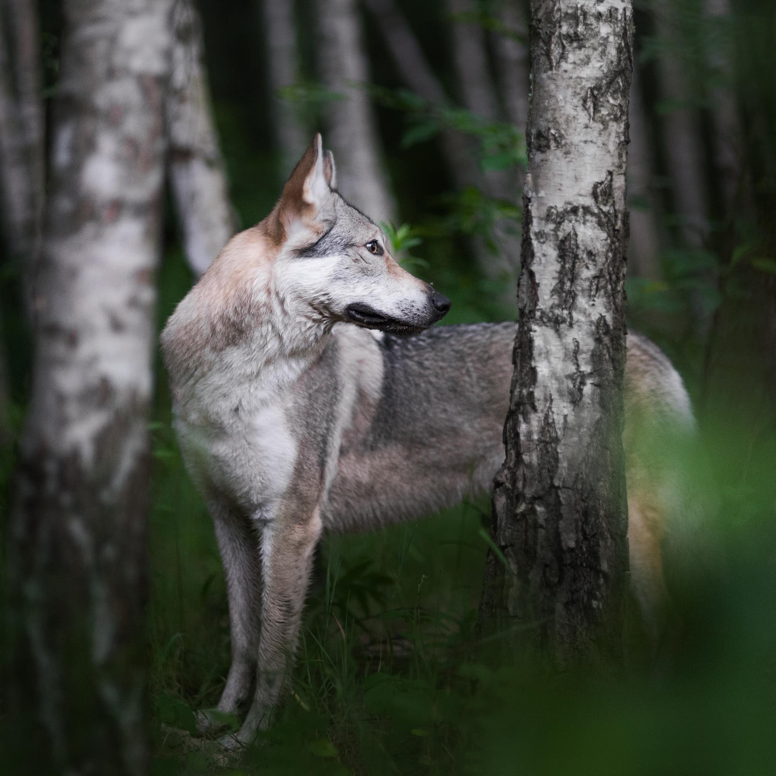 Wolf-like animal looks over its shoulder in the woods