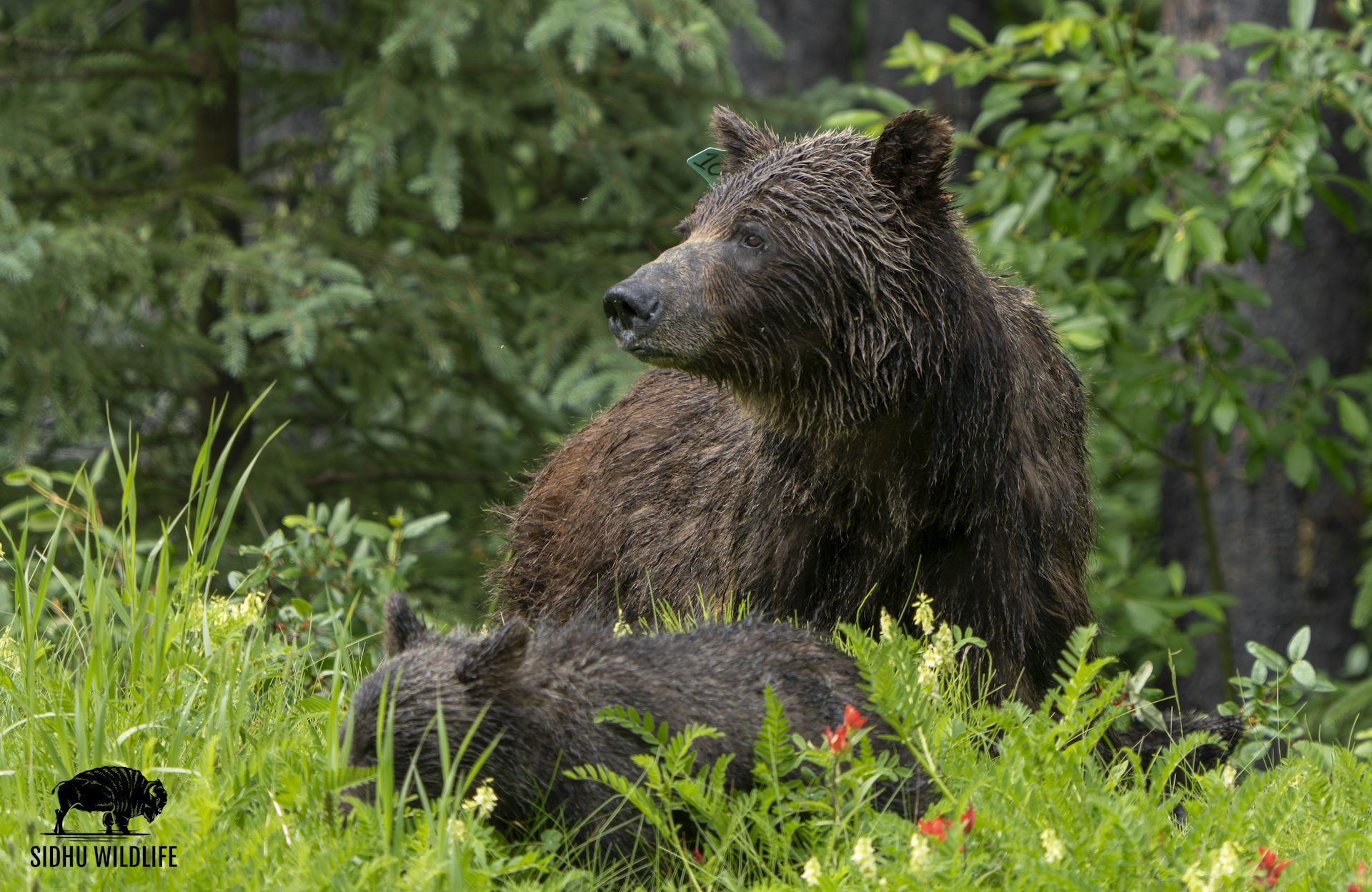 A female grizzly bear with her cubs