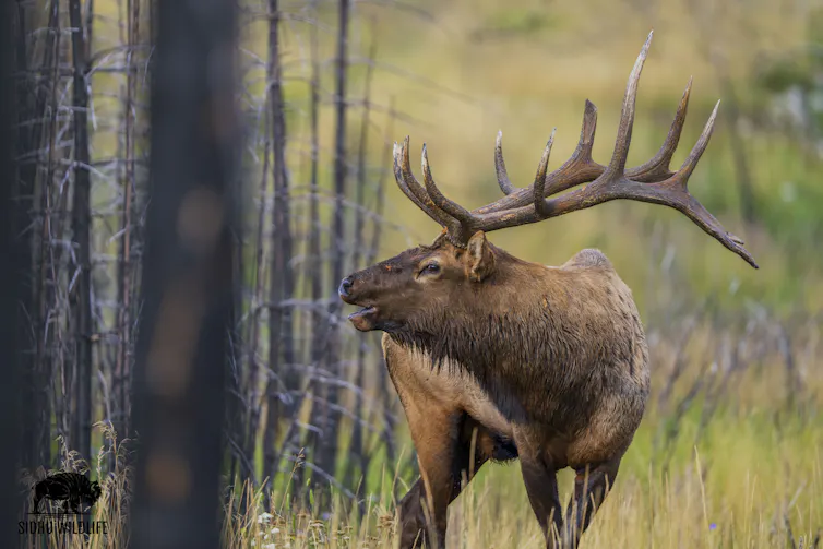 A male elk