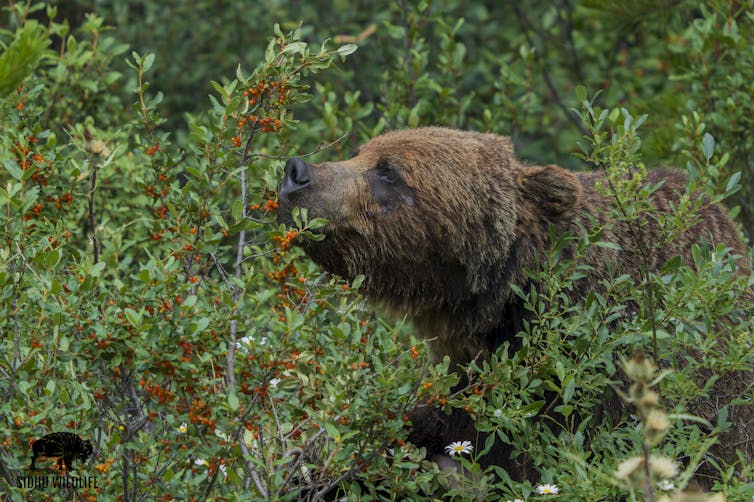 Los llamamientos para el regreso de la caza de osos pardos al oeste de Canadá simplifican demasiado una cuestión medioambiental compleja 1 file 20251123 62 jongnq.jpg?ixlib=rb 4.1