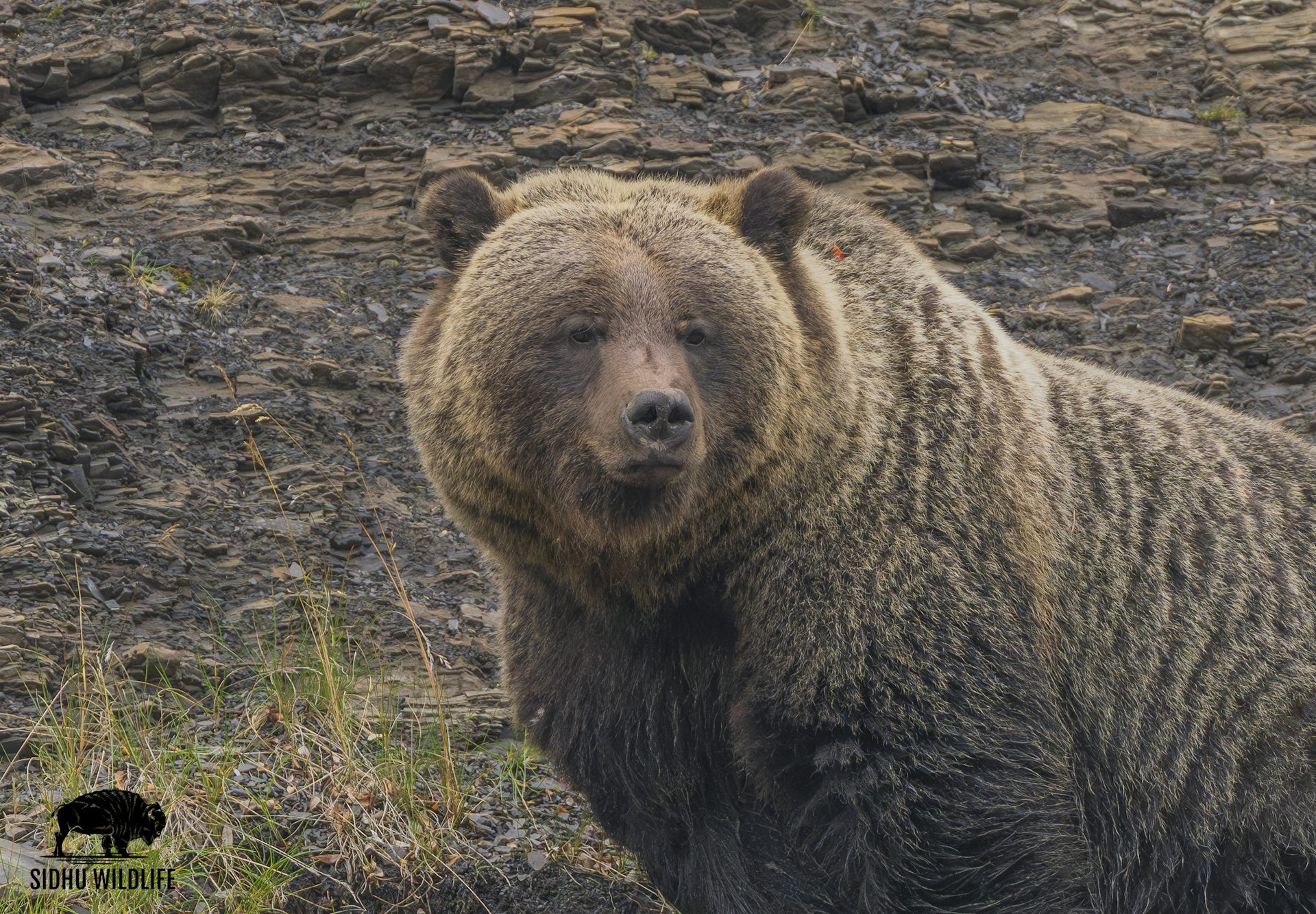 A grizzly bear