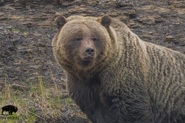 A grizzly bear
