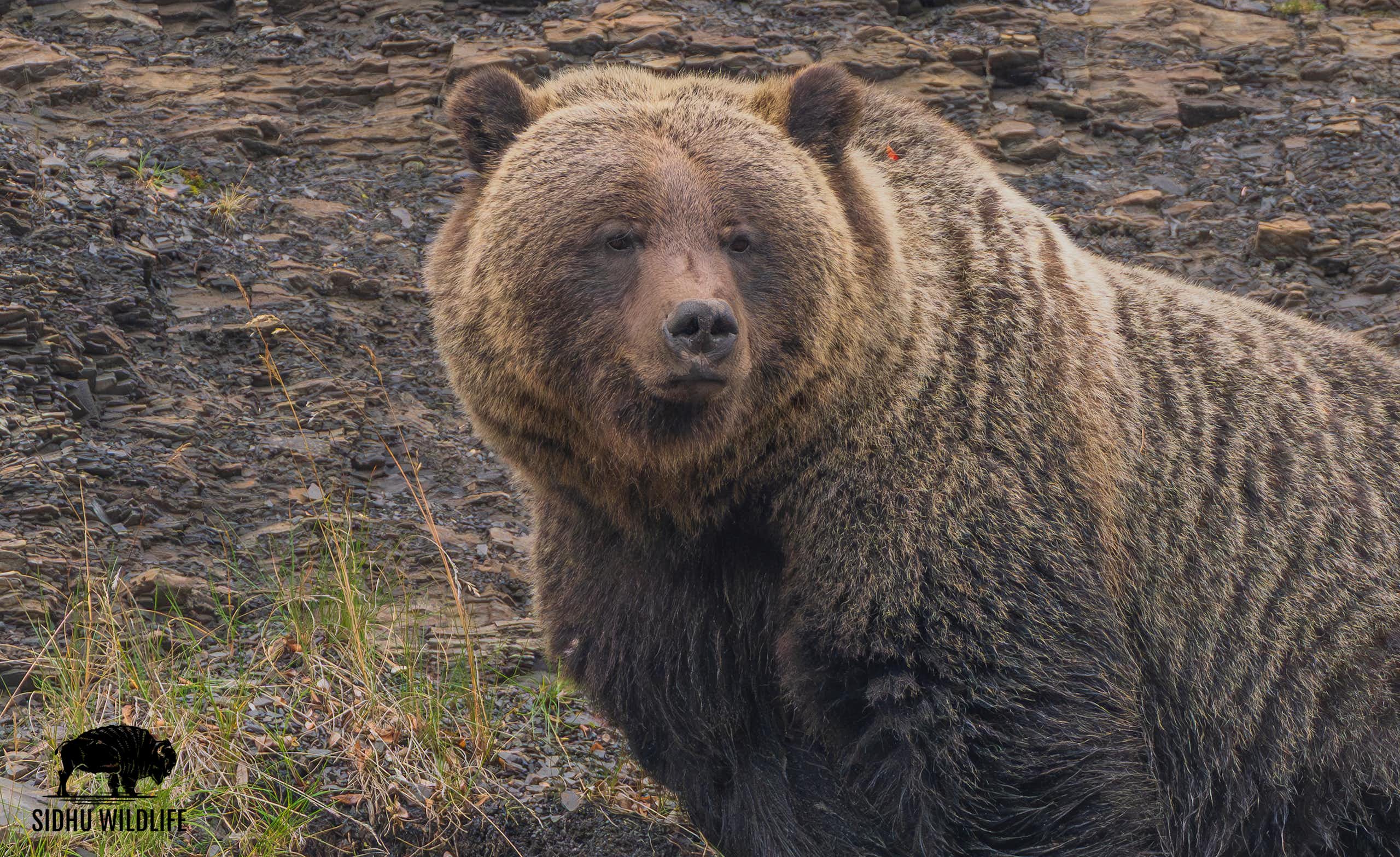 A grizzly bear