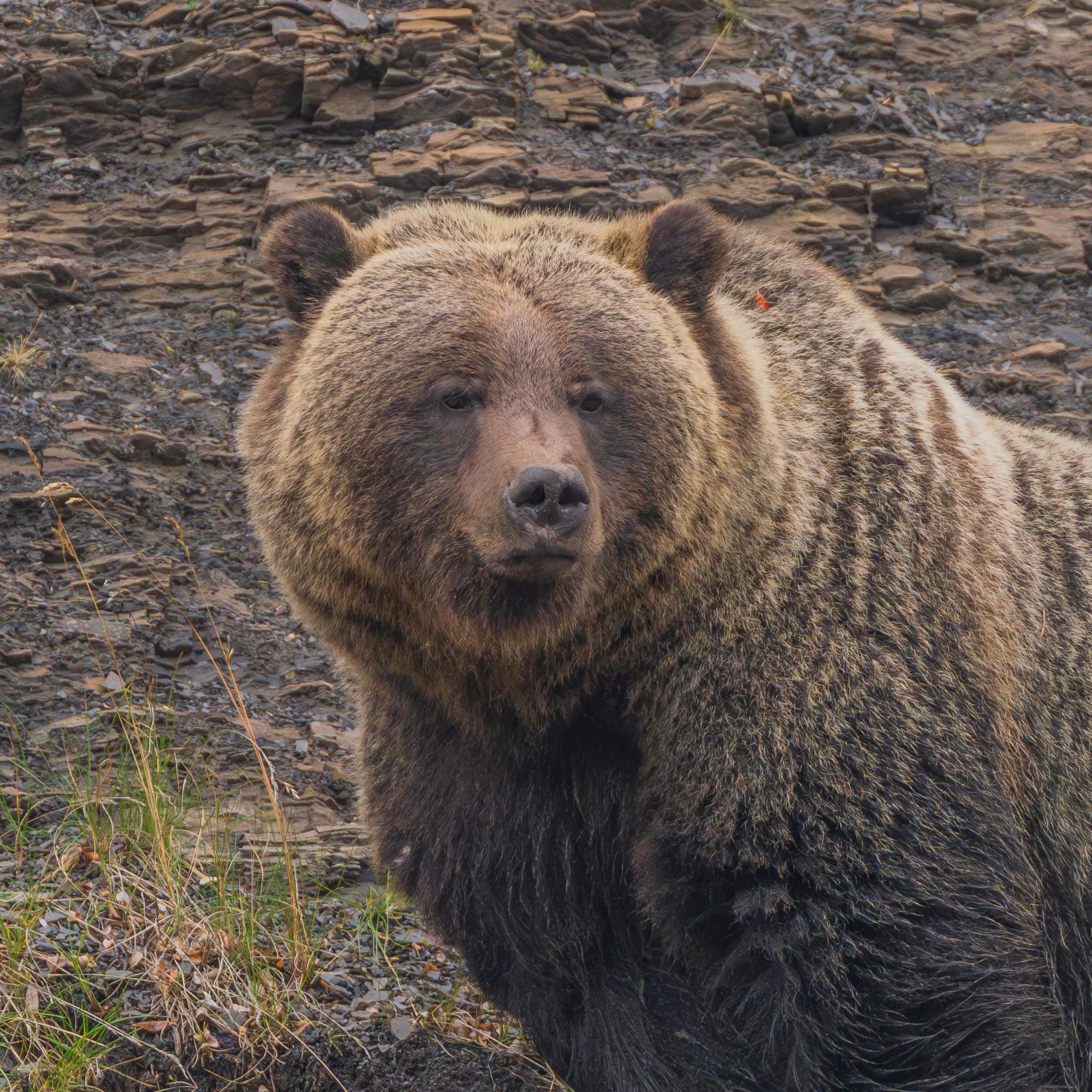 A grizzly bear