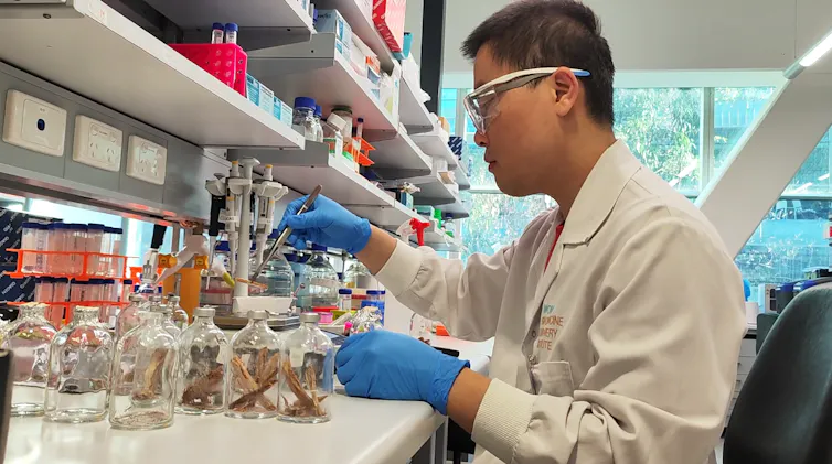 A man wearing glasses and a labcoat looks at samples in a laboratory.