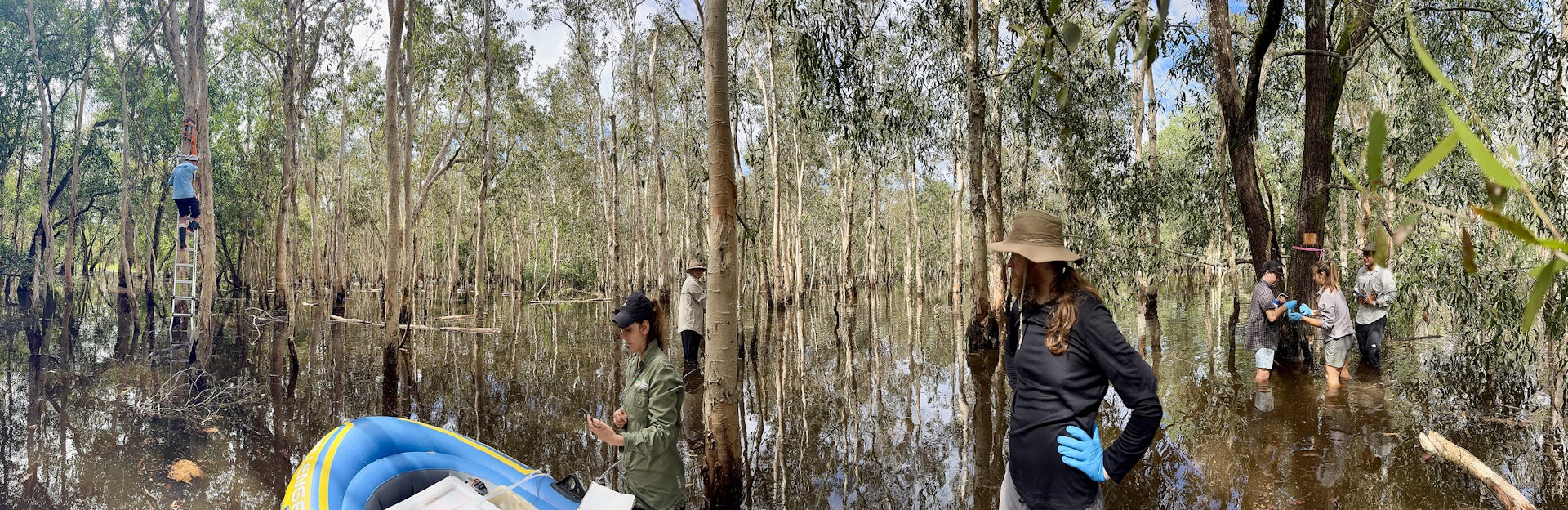 A group of people in a scrubby forest taking bark samples.
