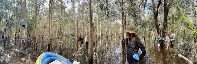 A group of people in a scrubby forest taking bark samples.