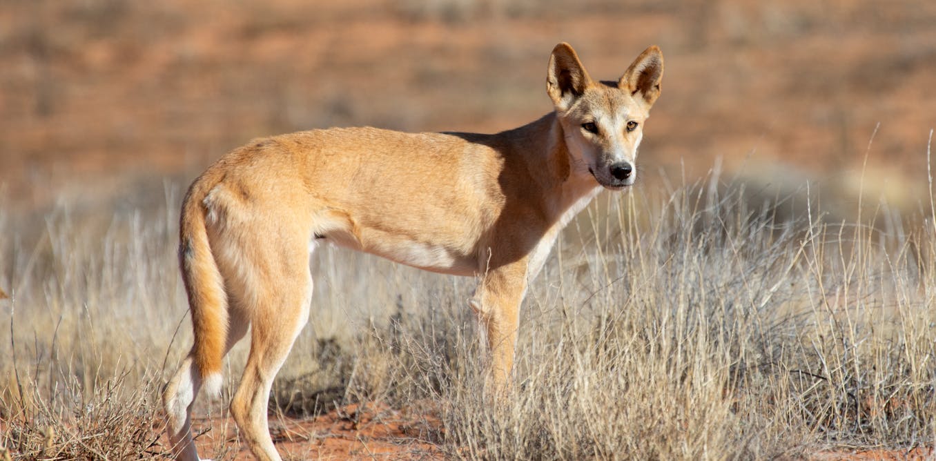 Impacts of colonisation on dingoes are ‘written in their bones’, new research finds Impacts of colonisation on dingoes are ‘written in their bones’, new research finds