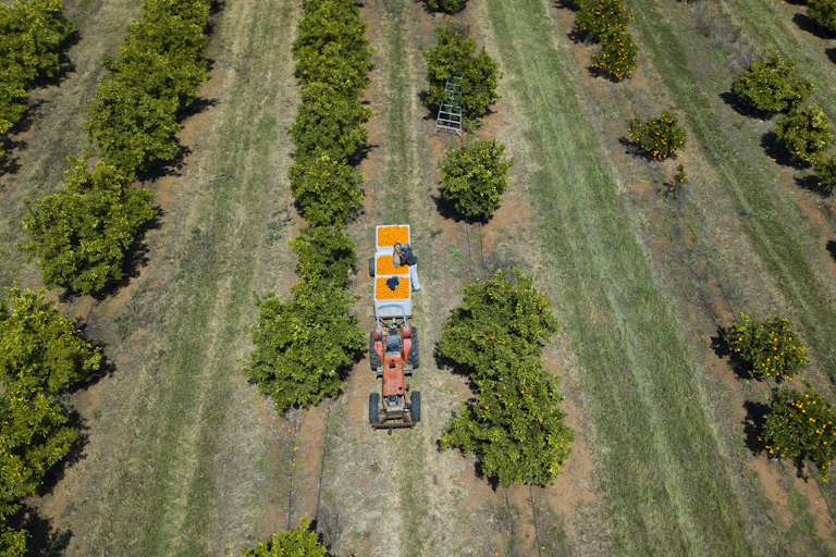 A farmer harvests oranges on a farm.