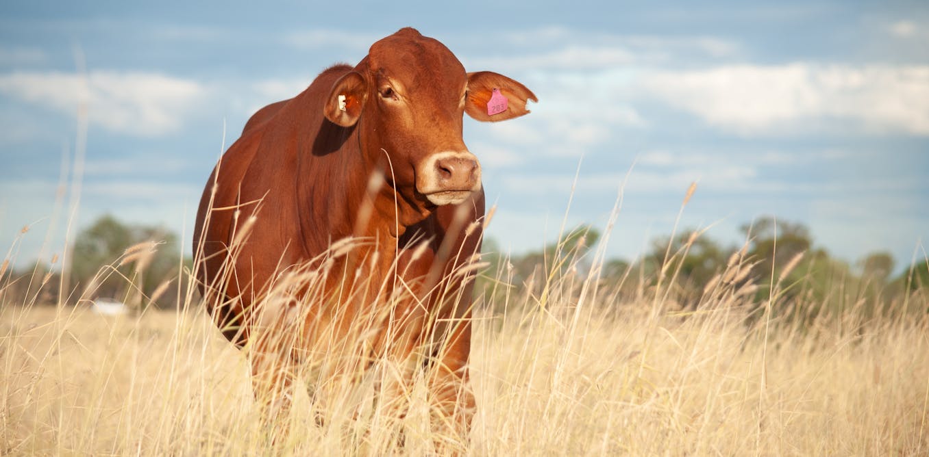 The way Australia produces food is unique. Our updated dietary guidelines have to recognise this The way Australia produces food is unique. Our updated dietary guidelines have to recognise this