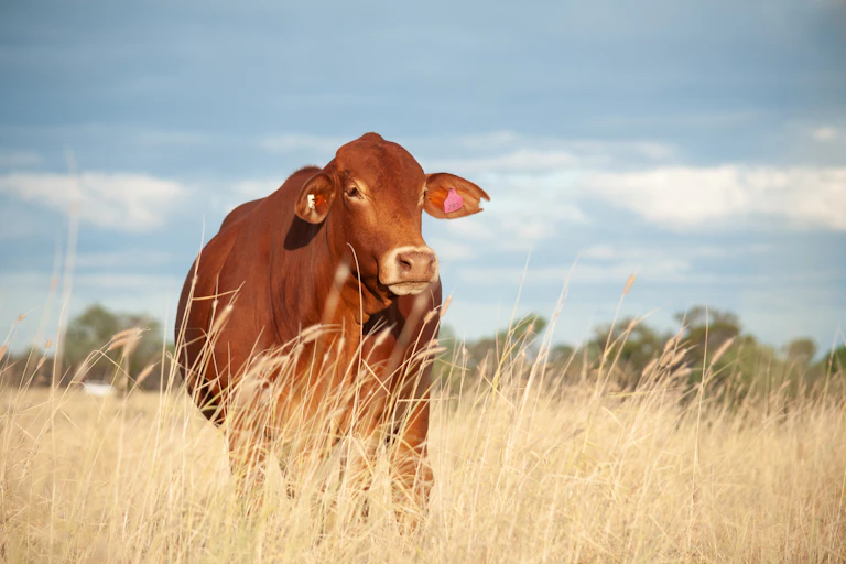 cow in long grass, dry country.