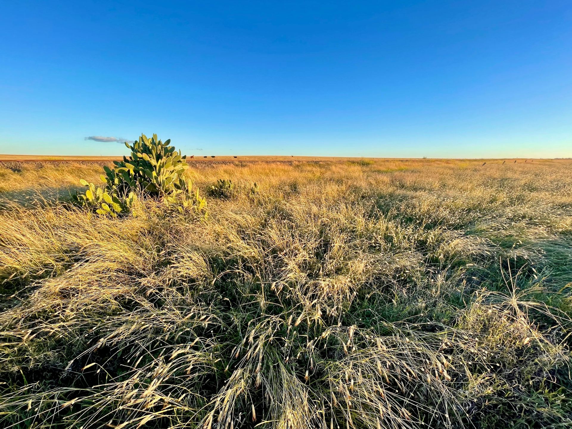 The rural landscape in Mitchell, Queensland.