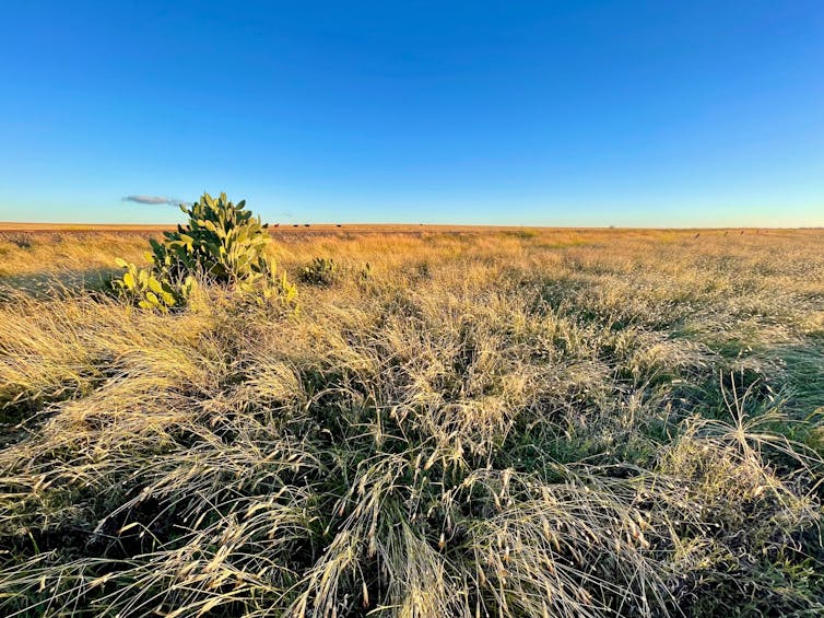 The rural landscape in Mitchell, Queensland.