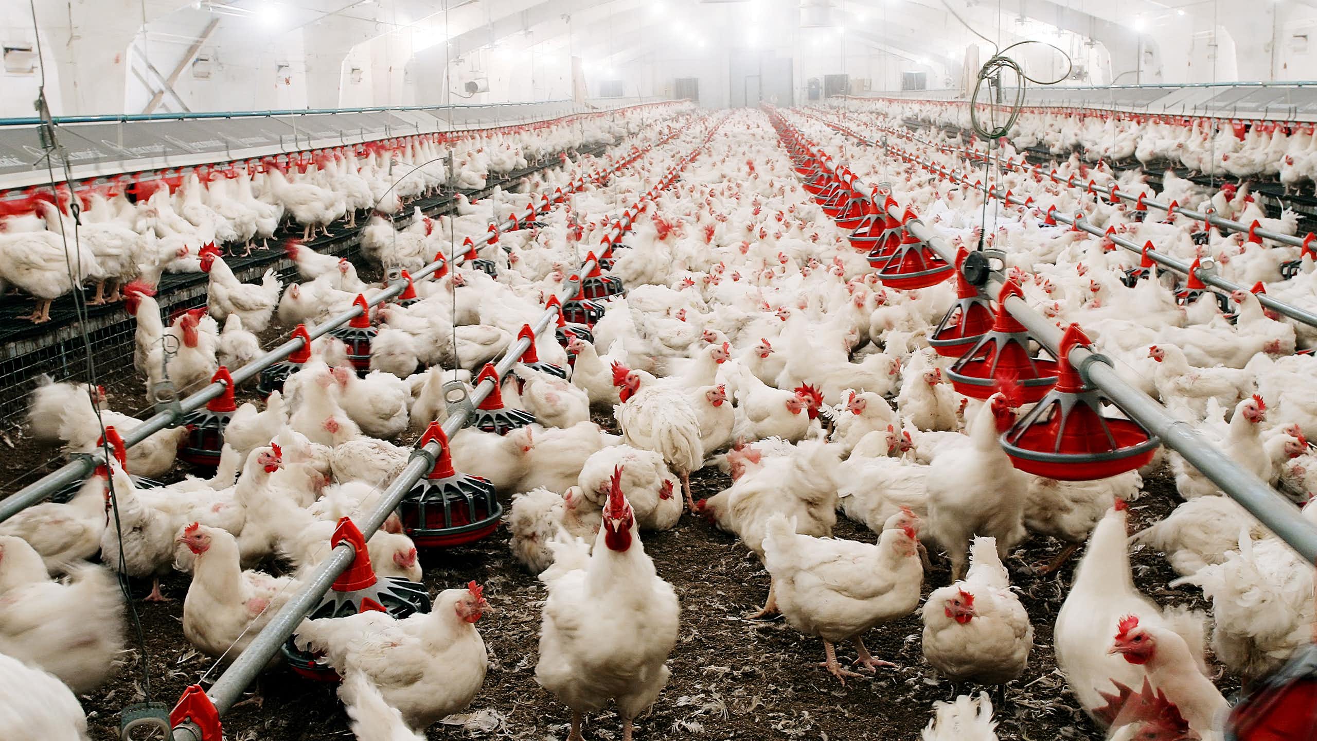 Primera muerte en el mundo de una persona infectada con el virus de la gripe aviar H5N5