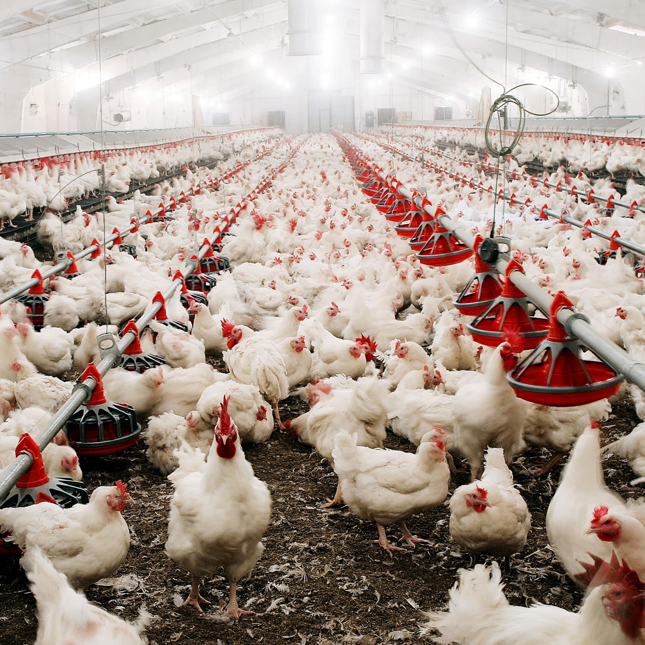 Primera muerte en el mundo de una persona infectada con el virus de la gripe aviar H5N5