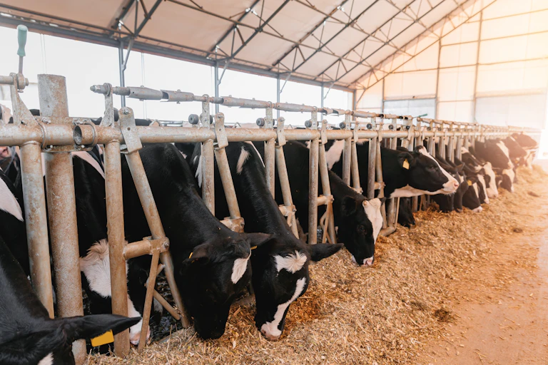 Cattle inside cages with their heads sticking out eating hay